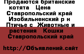 Продаются британские  котята › Цена ­ 1 000 - Ставропольский край, Изобильненский р-н, Птичье с. Животные и растения » Кошки   . Ставропольский край